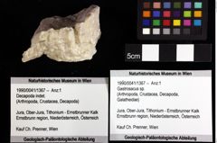 Foto (Objket + Etiketten) von Gastrosacus sp. 